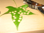 leaf1
